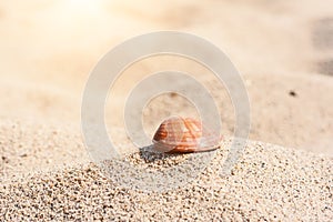 Single seashell lying on the waves of sand - nature background