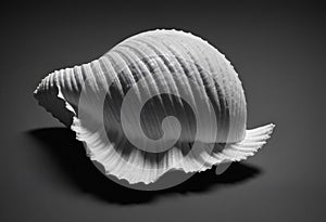 single seashell resting on a plain black background