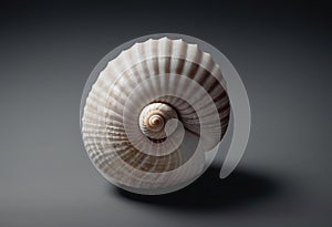 single seashell resting on a plain black background