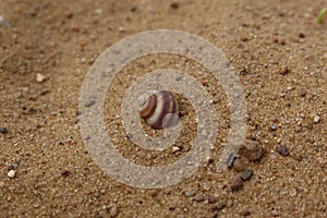 Single seashell on the sand