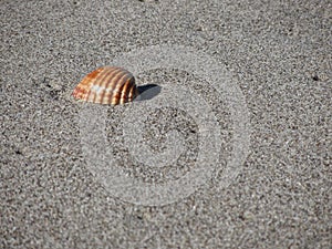 Single seashell on sand. Summer beach background