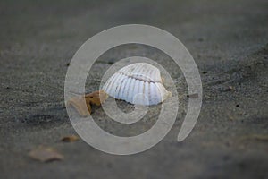 Single Seashell on the Sands