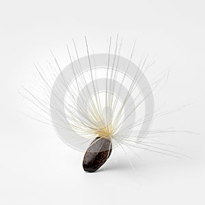 Single seed with white pappus of a blessed milkthistle on white background close up photo