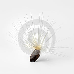 Single seed with white pappus of a blessed milkthistle on white background close up