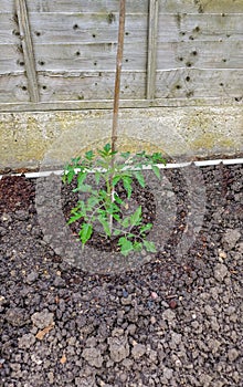 Single seedling tomato plant in the soil and attached to a bamboo