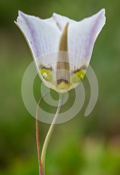 A single sego lily stands out against a lush green background, its graceful form radiating elegance photo