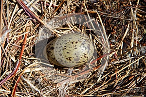 Single semipalmated egg found among twigs in the Canadian arctic