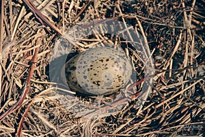 Single semipalmated egg found among twigs in the Canadian arctic
