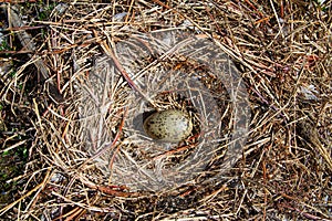 Single semipalmated egg found among twigs in the Canadian arctic