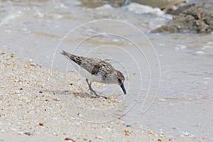Single Semipalmated Sandpipers and Spawning Horseshoe Crabs  on Delaware Bay Beach