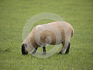 Single Sheep