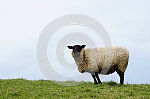 Single sheep