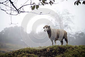 Single sheep at farm on foggy day