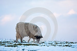 Single sheep grazing on a snowy hillside