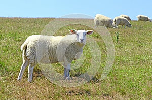 A single sheep looking at viewer