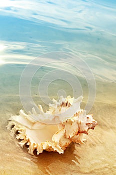 Single shell on the beach, seashell on the sand