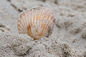 A single shell on the sand