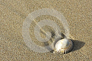 Single shell on sand