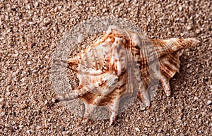 Single shell washed up on the beach of Orpheus Island