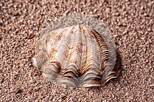 Single shell washed up on the beach of Orpheus Island photo