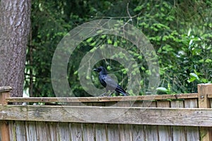 single shiny black crow on a fence in spring