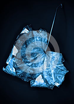 A single shiny blue and silver leaf on a black surface