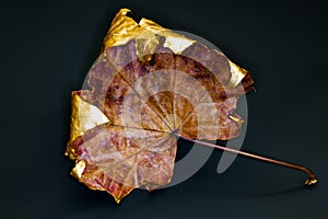 A single shiny golden leaf on a black surface