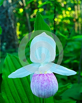 Showy Lady`s-slipper, Cypripedium reginae, Minnesota State Flower