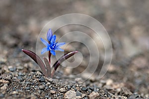 A single Siberian squill Scilla siberica blue flower on the bare ground