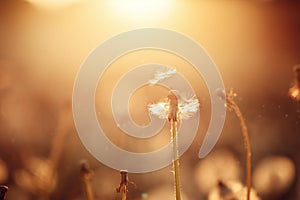 Single silhouette dandelion flower sunset summer beautiful evening.