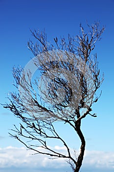 Single silhouette tree against a clear blue sky