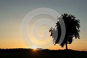 Single silhouette tree with sunset background