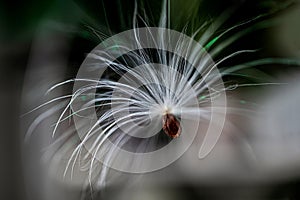 Single silky milkweed seed floating in air