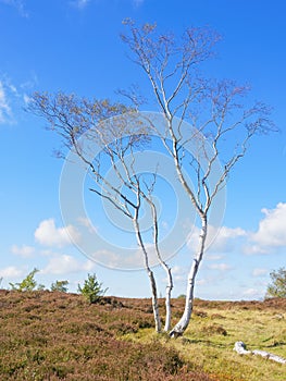 Single tall, thin Silver Birch on Stanton Moor under a blue summer sky