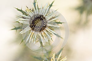 Single Silver thistle flower head on a sand colored background photo