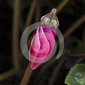 Single Slightly Open Persian Cyclamen Flower Bud