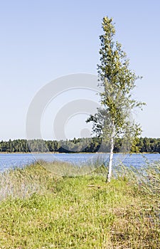 Single slim birch tree grow at lake coast