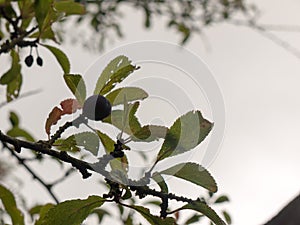 single sloeberry growing on a tree outside with overcast sky background