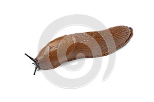 Single slug photo