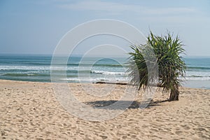 Single small palm tree on the beach over sea and sky