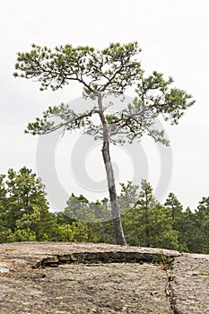 Single small pine tree grow on a cliff