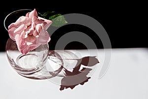 Single small pink rose in vase casting a shadow against a black and white background