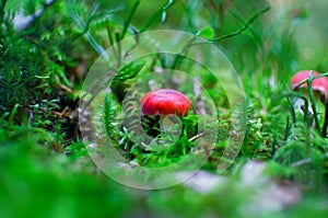 Single small red mushroom in green moss