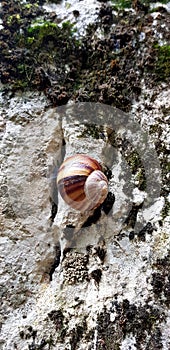 Single small snails going forward