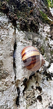 Single small snails going forward