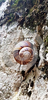 Single small snails going forward