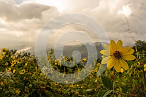 Single Small Sunflower With Cloudy Blue Ridge Mountains