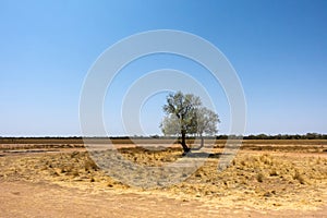 Single small tree, dry grass  and gravel road near Boulia in the dry Outback Queensland, Australia