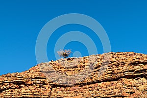 Single small tree on top of a cliff against blue sky at Kings Canyon, Australia