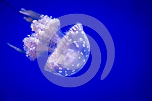 Single small white jellyfish with white spots on a blue background.